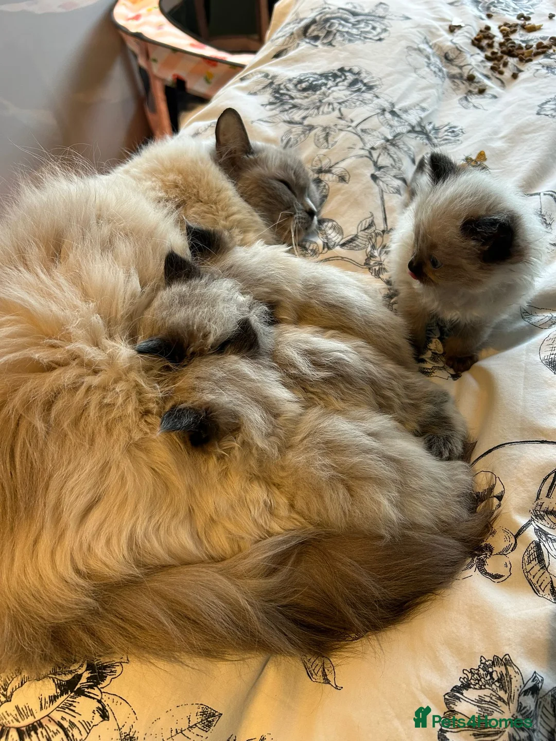 Ragdoll cats for sale: Ragdoll kitchens  in Doncaster - Advert 2