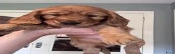 Cockapoo dogs for sale: 3 males and 3 females - Advert 7