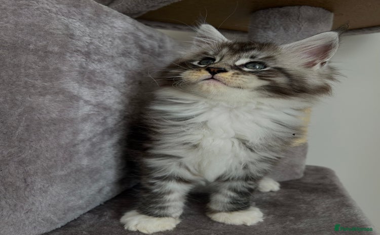 Maine Coon cats - Advert 2