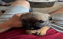 Border Terrier dogs for sale: Stunning litter of 4 border terrier puppies KC reg - Image 8