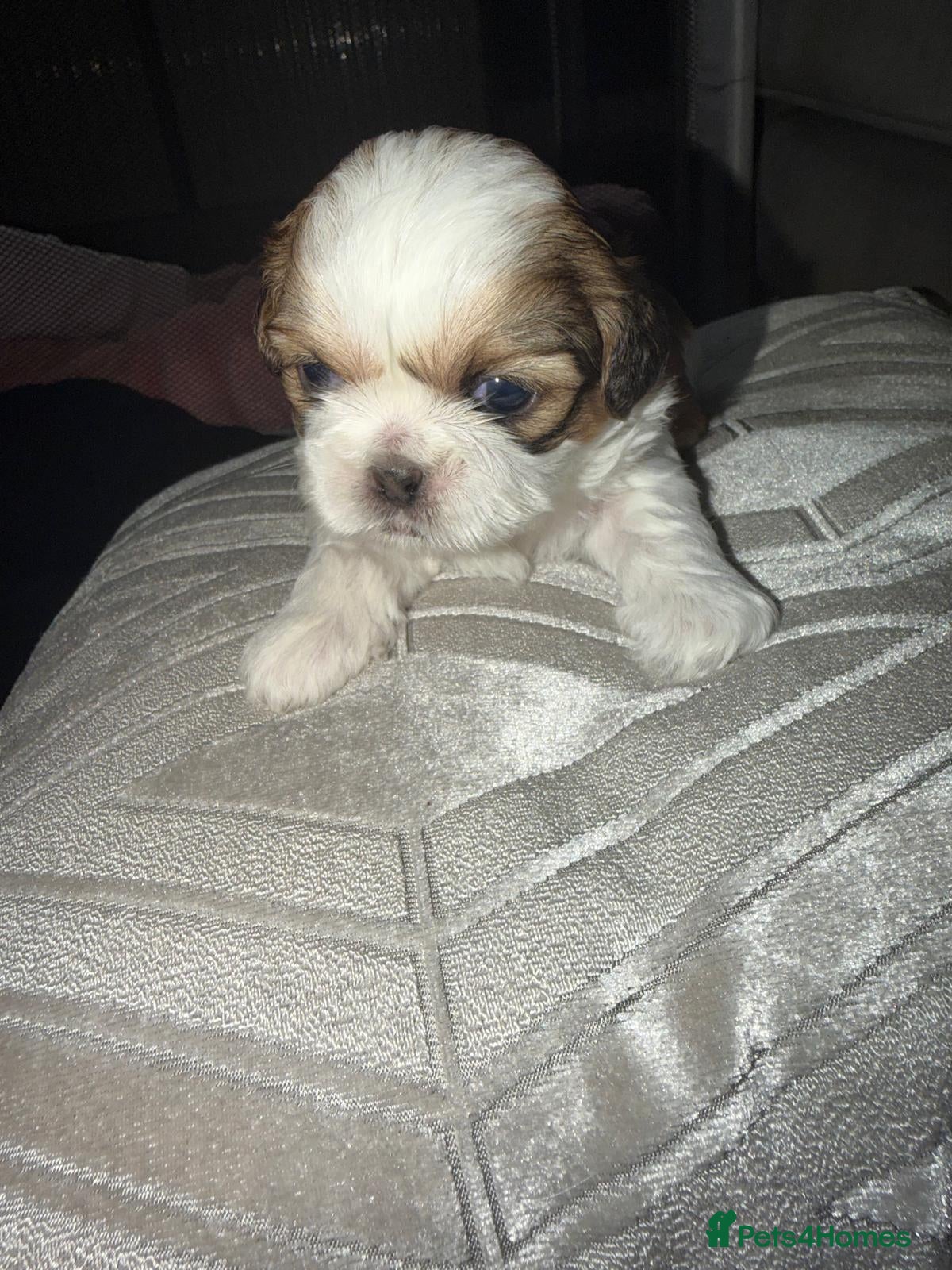 Shih Tzu dogs ALL TRAINED, DONT MISS OUT ! Gorgeous Shih Tzu's  - Advert 12