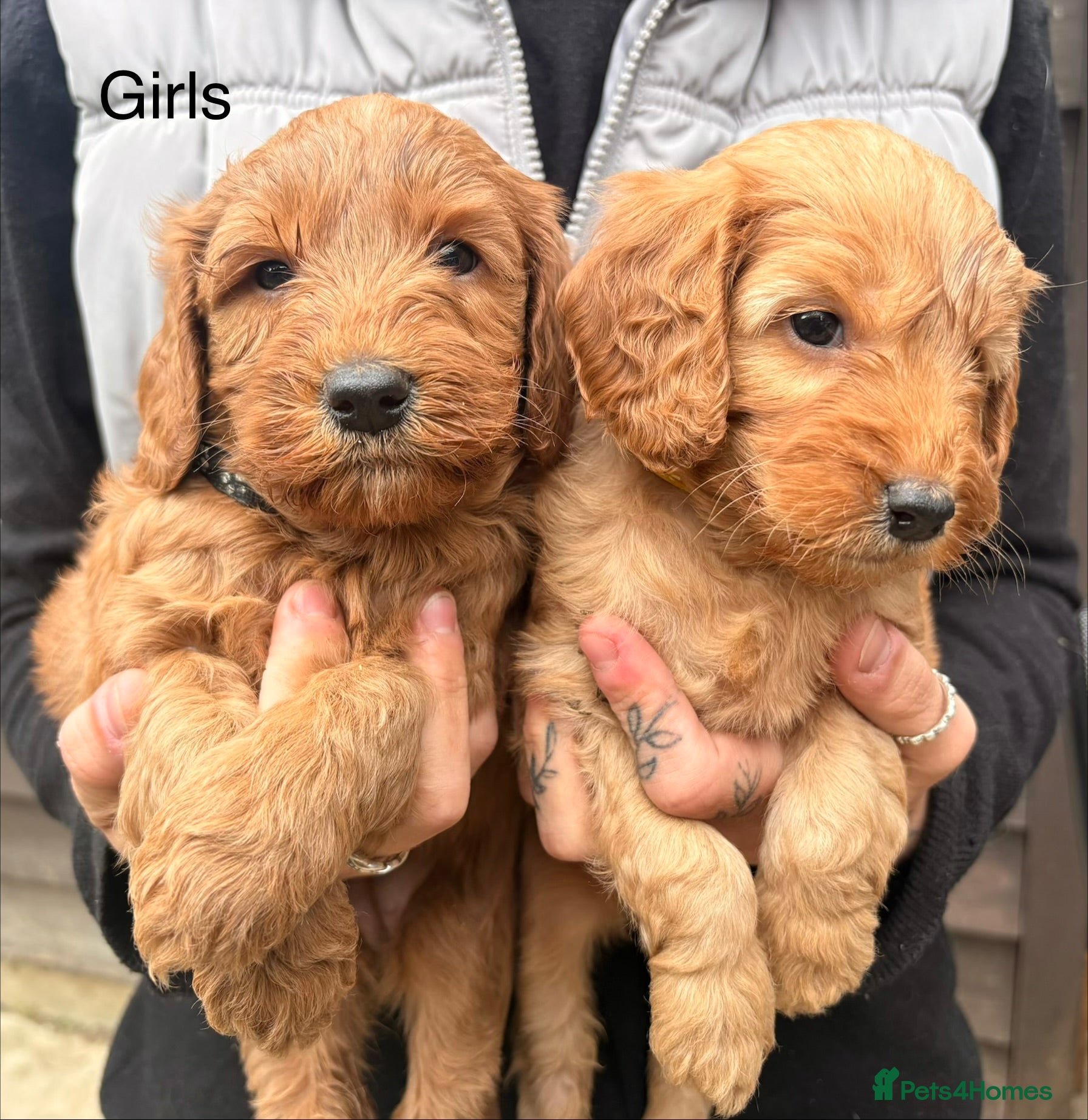 Cockapoo dogs  Red F2b cockapoos  - Advert 3