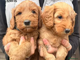 Cockapoo dogs Red F2b cockapoos - Advert 3