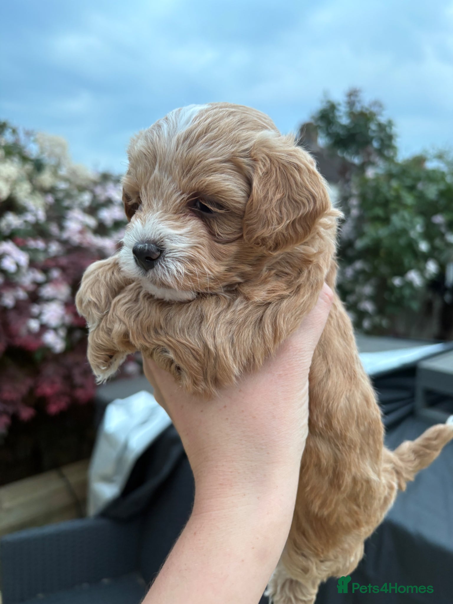 Maltipoo dogs 4 toy maltipoos  - Advert 2