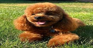 Cavapoo dogs Ready to leave - F1b male Cavapoo  - Advert 9