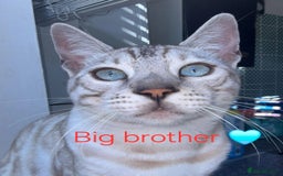 Bengal cats for sale: TICA Genetic & Health Tested Bengal Kittens  - Image 32