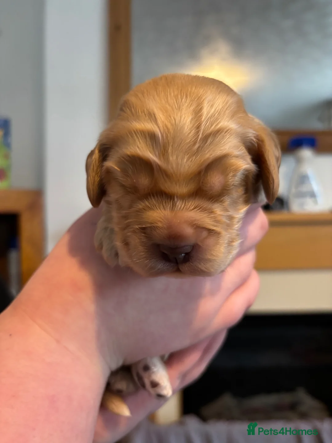 Cockapoo dogs for sale: F1b cockapoos - Advert 2