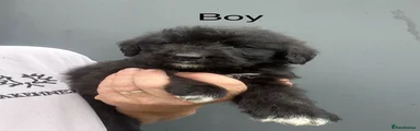 Bernedoodle 2
