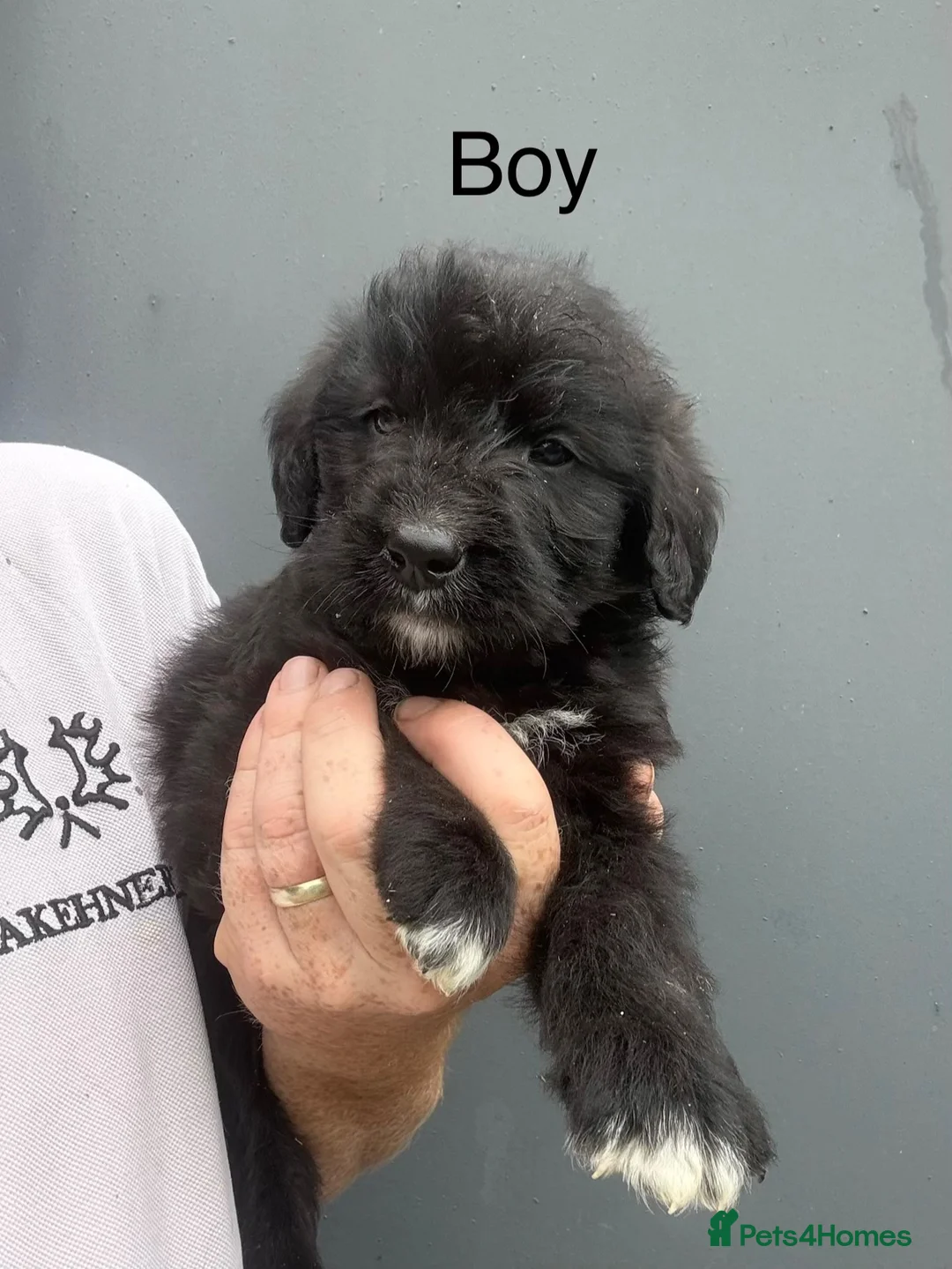 Bernedoodle dogs for sale: F1 St Berdoodle Pups - Advert 6