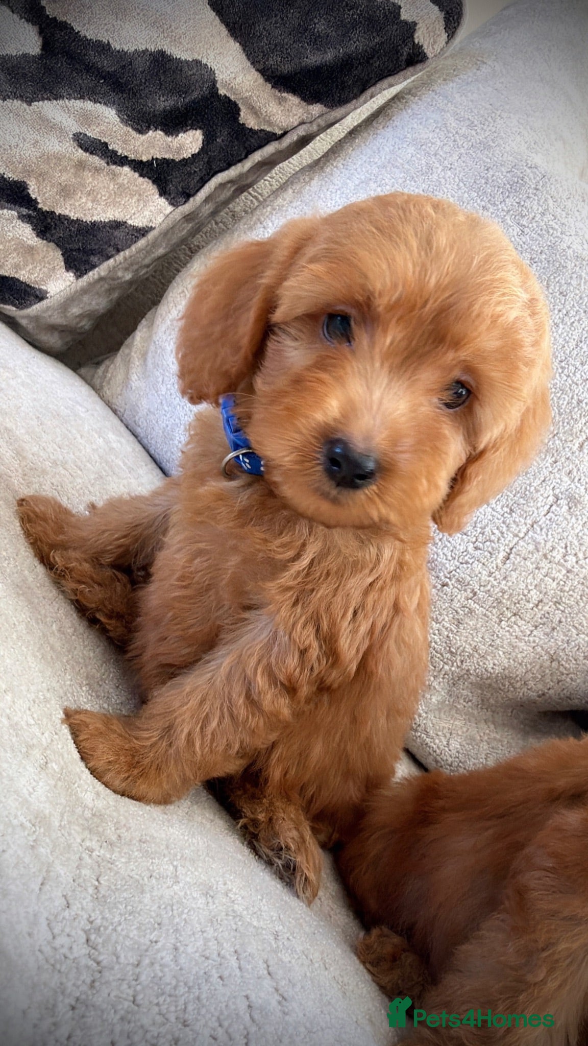Cockapoo dogs 🐶Ready now Amazing red cockapoos🐶 - Advert 2