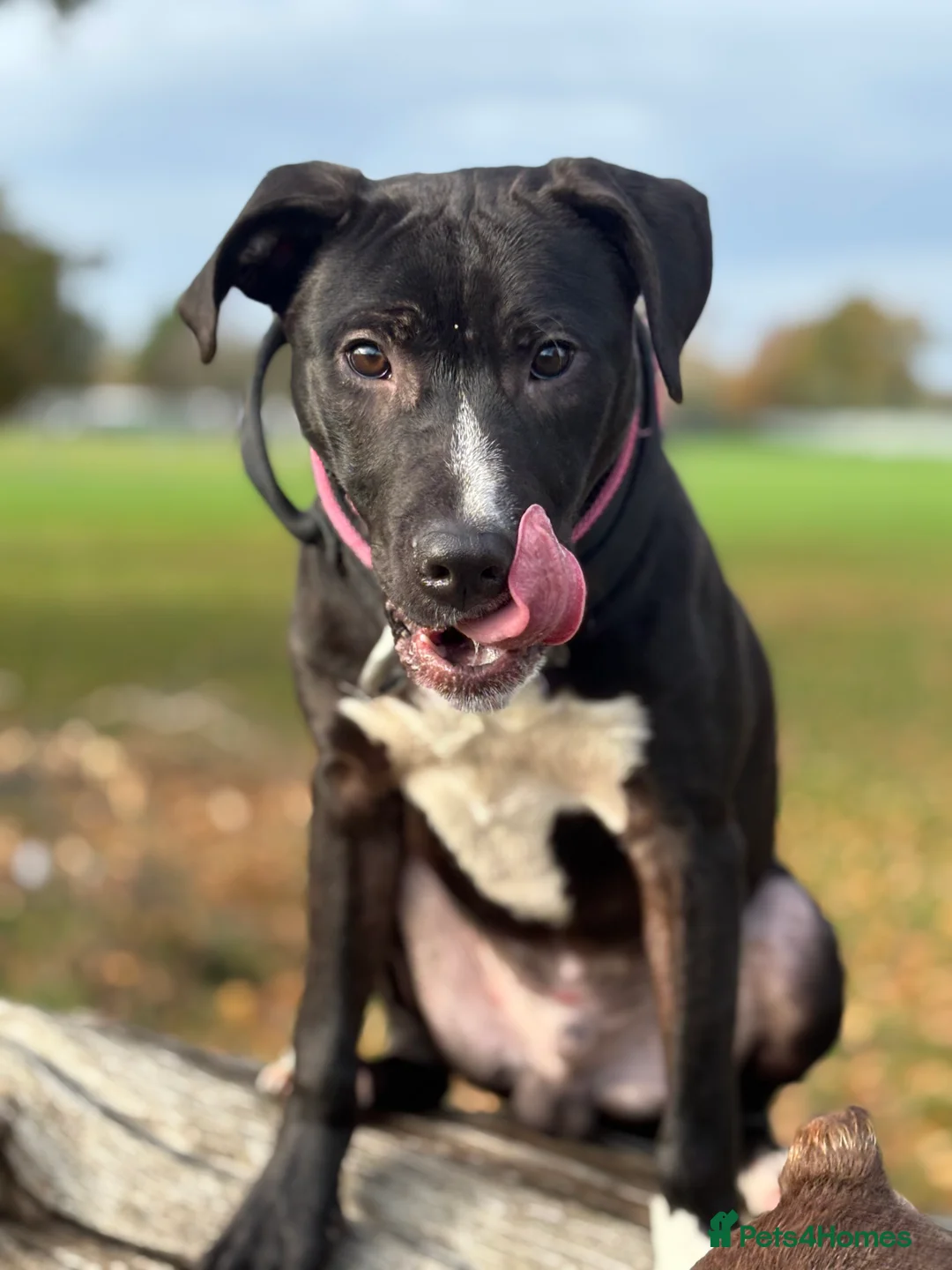 Mixed Breed dogs for sale: With a very heavy heart - Advert 6