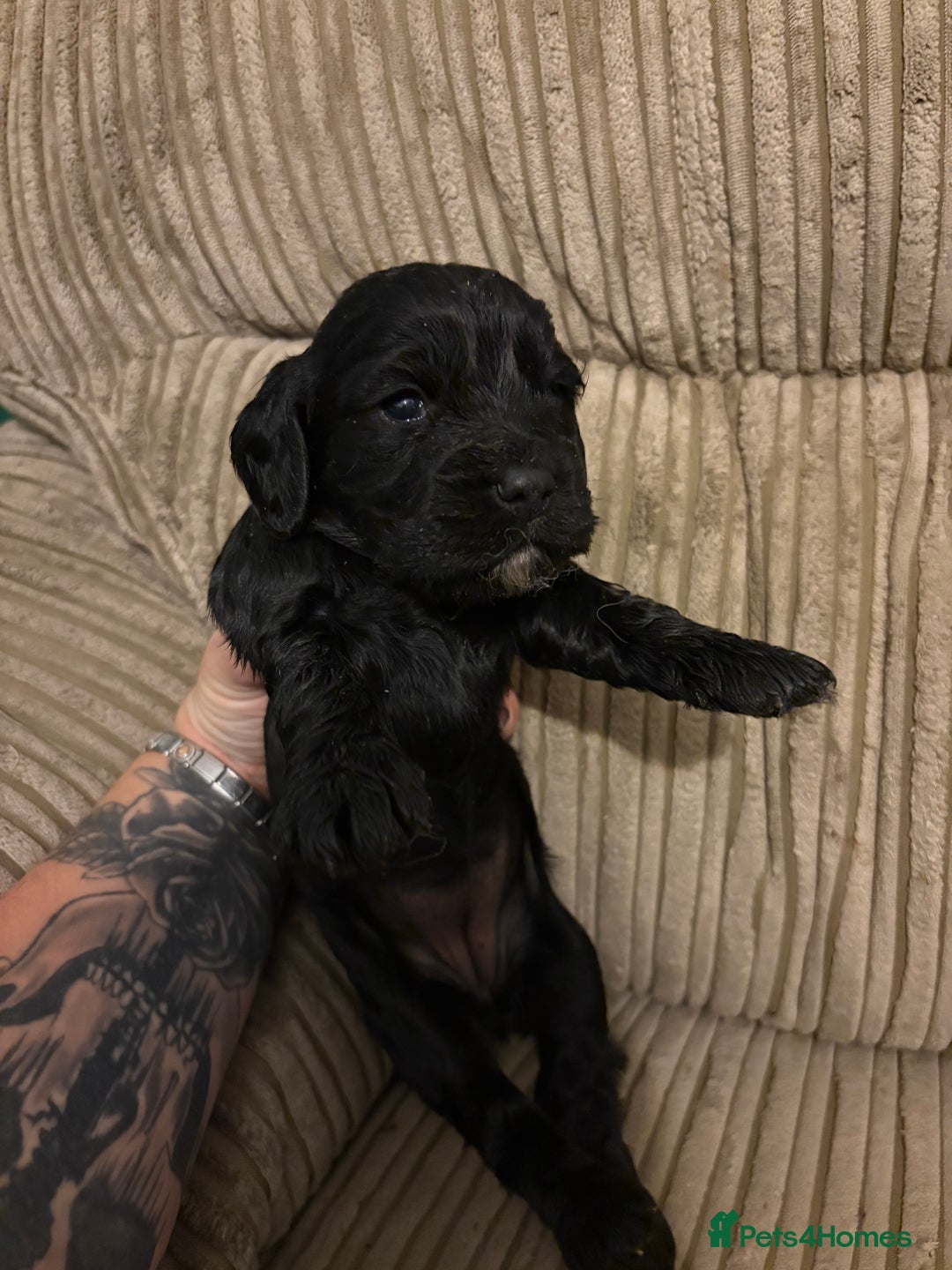 Cocker Spaniel dogs for sale: Cocker Spaniel pups for sale - Image 7