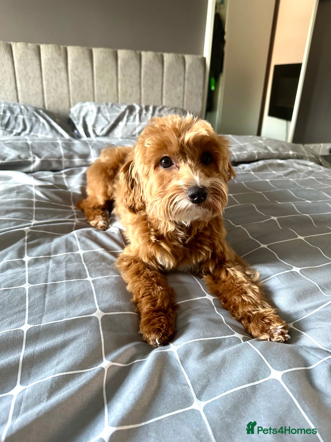 Maltipoo dogs for sale: 🐾 F1b Maltipoo Puppies – Ready Early January 🐾 - Advert 3