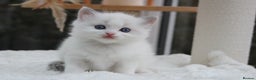 Ragdoll cats for sale: Blue Lynx Bicolour Ragdoll TICA Registered  - Advert 5
