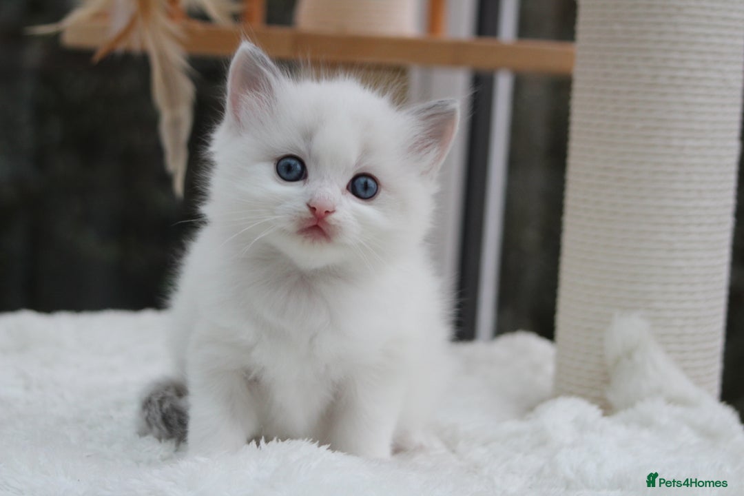 Ragdoll cats for sale: Blue Lynx Bicolour Ragdoll TICA Registered  - Advert 5