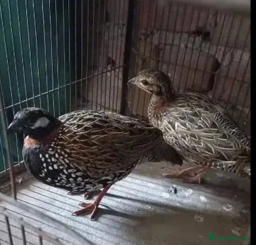 Mixed Breed birds for sale: Kala teetar breeding pair - Image 1