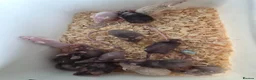 Mouse rodents for sale: Fancy pet mice for sale £8 each  - Advert 6