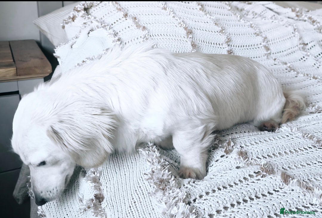 Miniature Dachshund dogs for stud: STUNNING ee/ii DOUBLE INTENSITY CREAM STUD - Advert 2