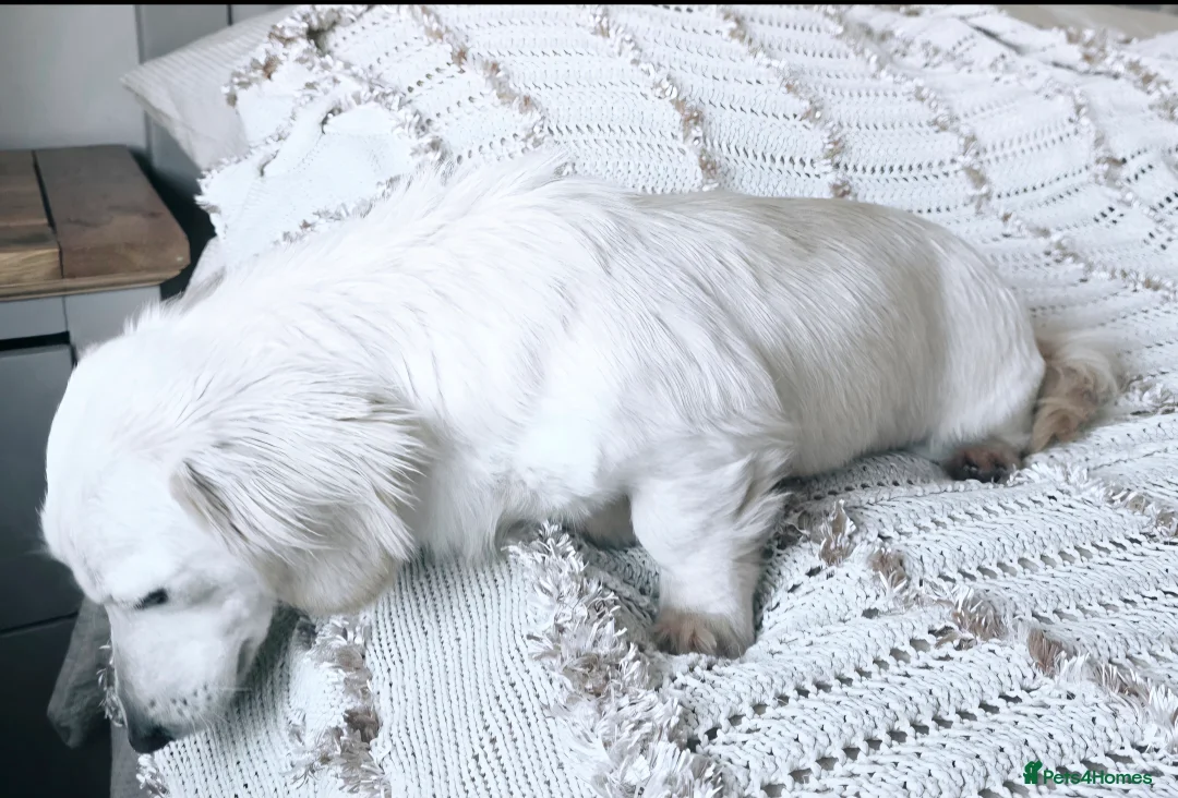 Miniature Dachshund dogs for stud: STUNNING ee/ii DOUBLE INTENSITY CREAM STUD - Advert 3