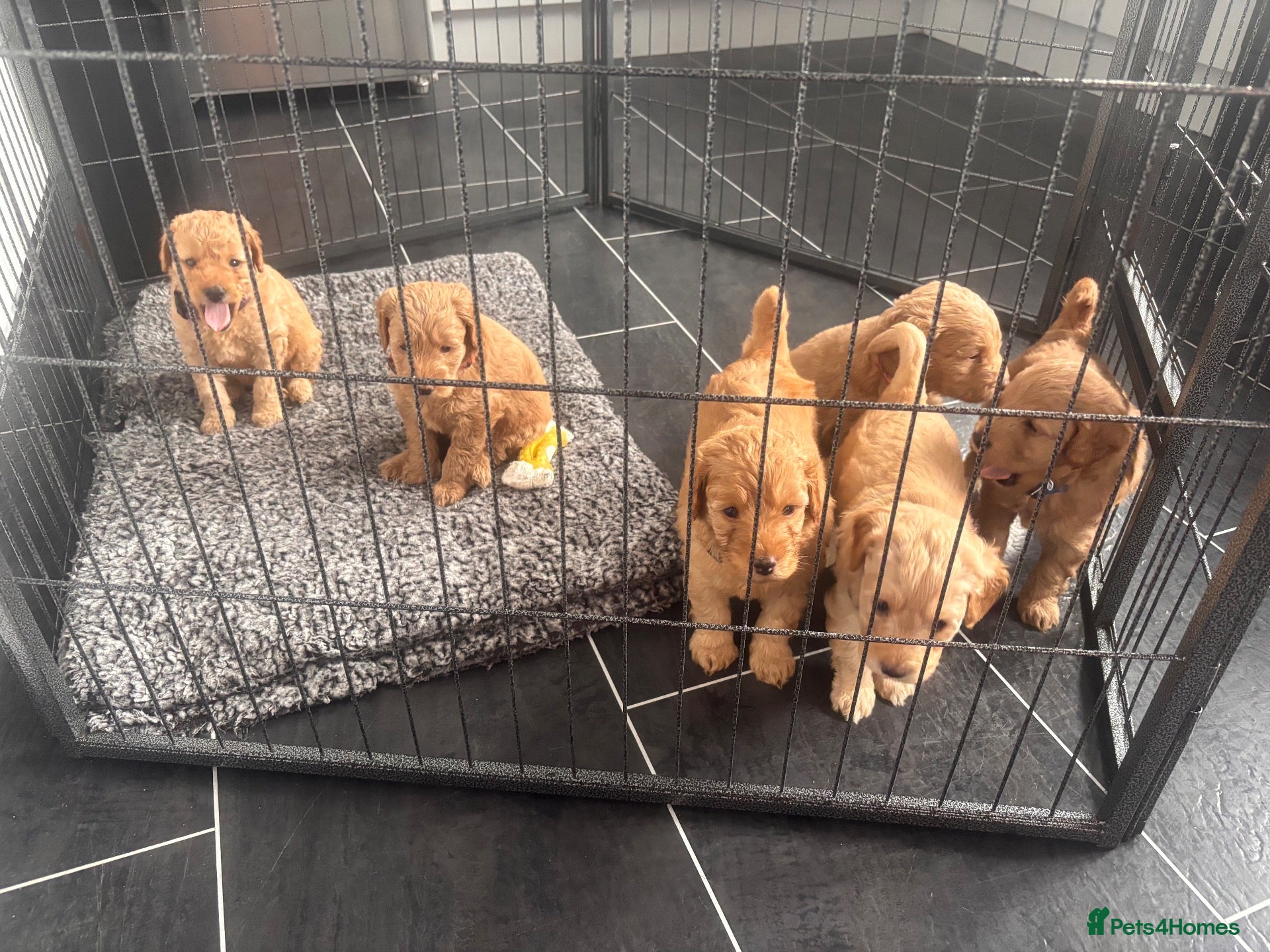 Mini Goldendoodle dogs Beautiful miniature Golden Doodle puppies - Advert 1