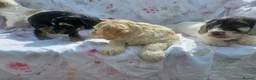 Cockapoo dogs for sale: F1 cockapoo puppies  - Advert 13