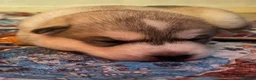 Utonagan dogs for sale: 7 stunning husky/malamute puppies in Waltham Abbey - Advert 27