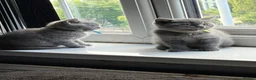 British Shorthair cats for sale: Pure British shorthair kittens - Advert 14