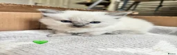 Ragdoll cats for sale: 5 Bluepoint Ragdoll kittens  - Advert 4
