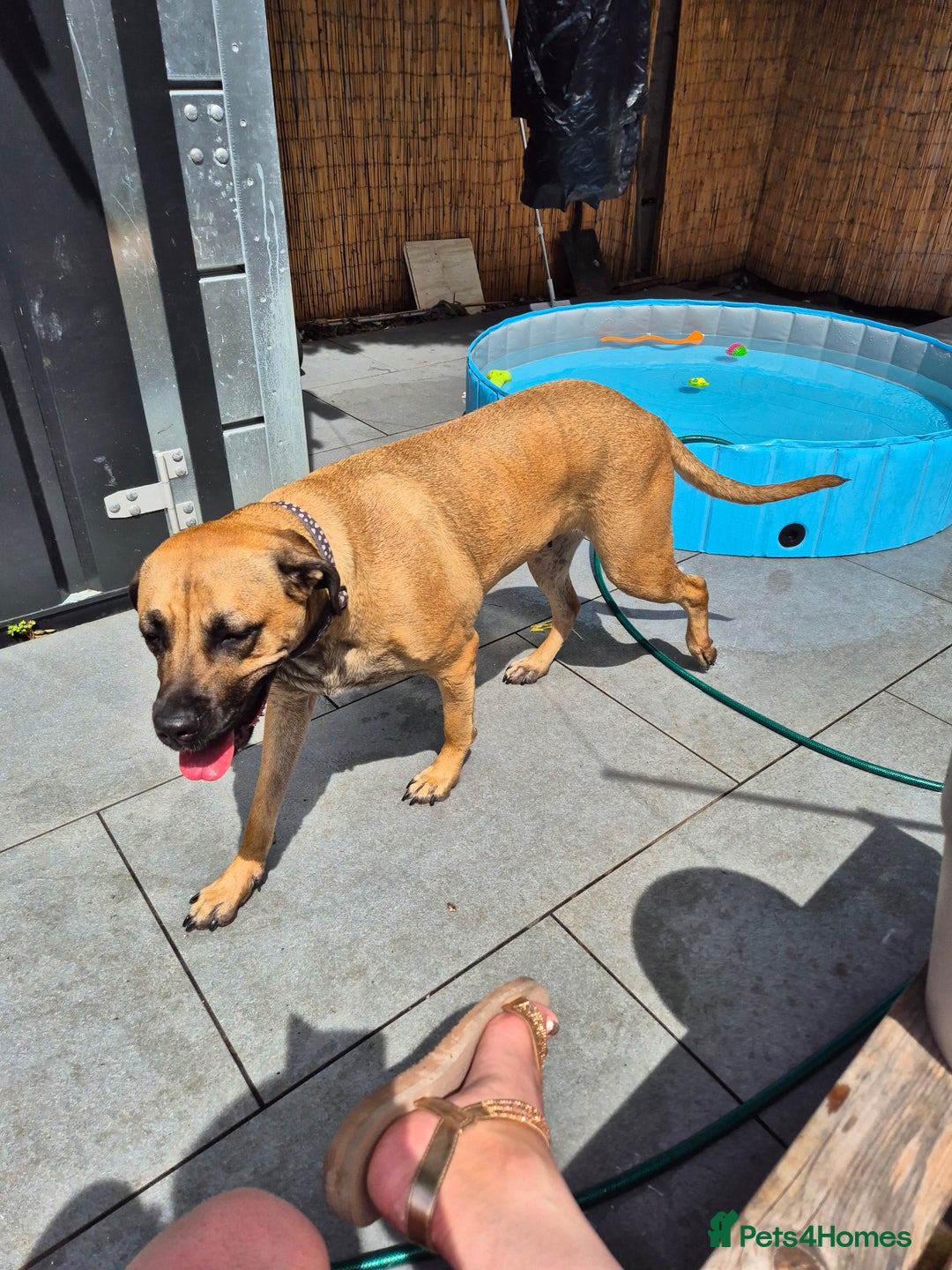 Mixed Breed dogs for sale: Roxy large breed - Image 3
