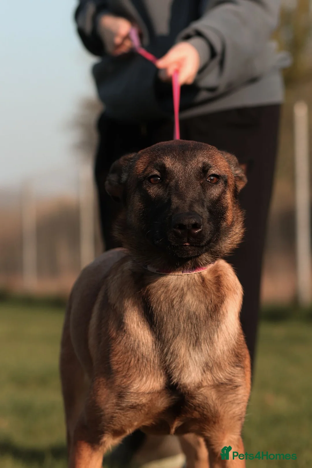 Belgian Shepherd Dog dogs for sale: Female Belgian Malinois  - Advert 1
