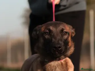 Belgian Shepherd Dog dogs Female Belgian Malinois - Advert 2