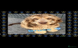 Cocker Spaniel dogs for sale: Kc registered show type puppies - Image 6