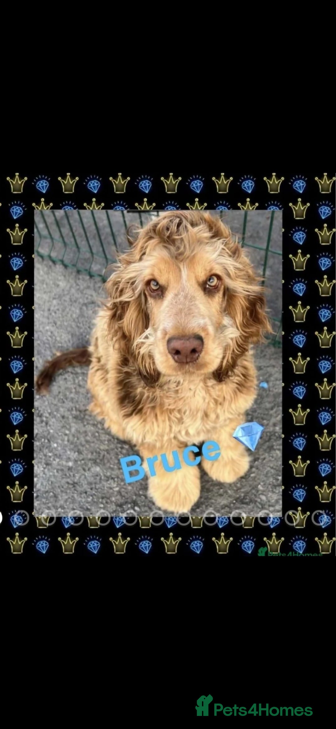 Cocker Spaniel dogs for sale: Kc registered show type puppies - Image 6