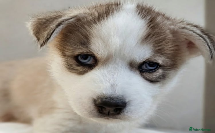 Siberian Husky dogs - Advert 1