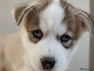 Siberian Husky dogs - Advert 1