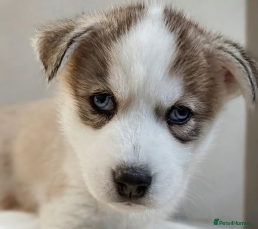 Siberian Husky dogs - Advert 1