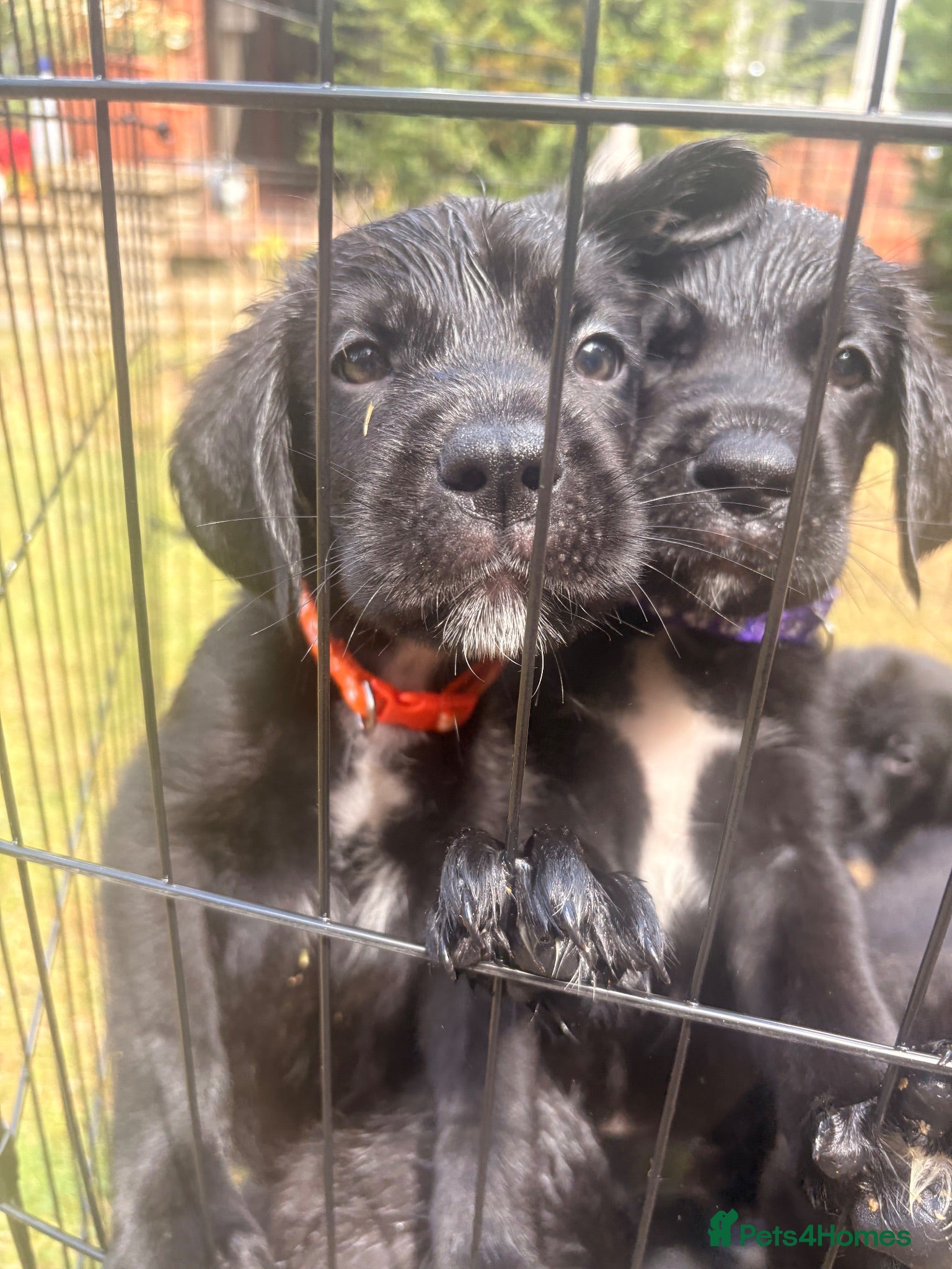 Mixed Breed dogs Urgent - Ready now - Lab Puppies - Advert 2