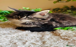 Maine Coon cats for sale: Beautiful GCCF Maine Coon kittens - Advert 26