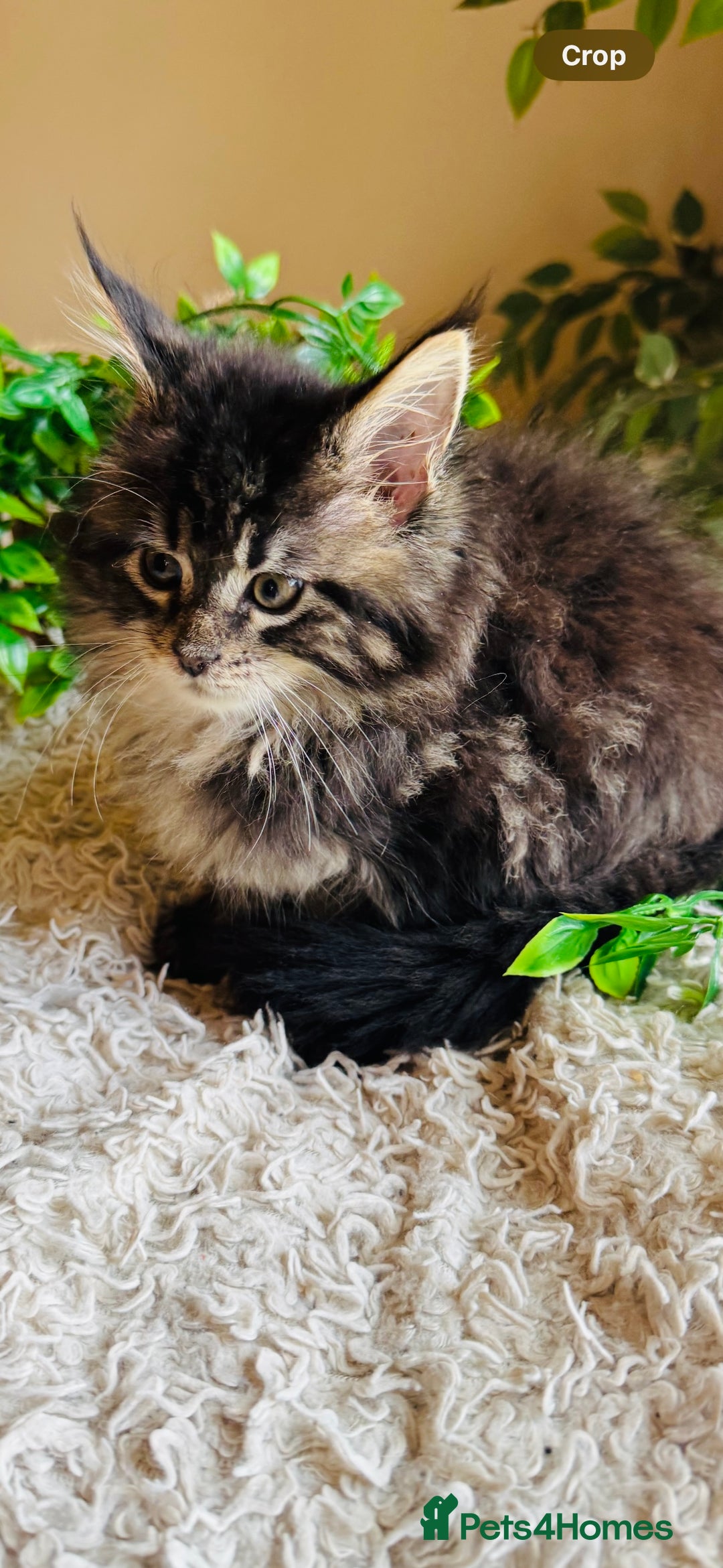 Maine Coon cats for sale: Beautiful GCCF Maine Coon kittens - Advert 26