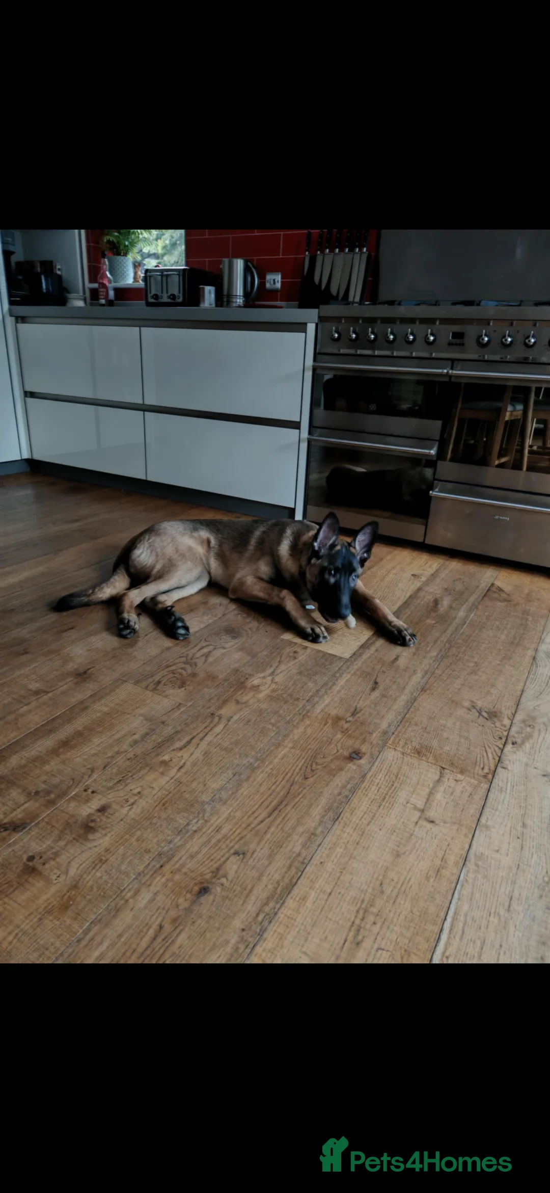 Belgian Shepherd Dog dogs for sale: Malinios male puppy in Barnoldswick - Advert 5