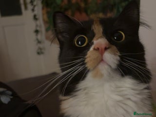 British Shorthair cats Two female cats - Advert 1