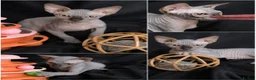 Sphynx cats for sale: Beautiful  Kittens 2 Boys & 1 Girl Available 💎 - Advert 22