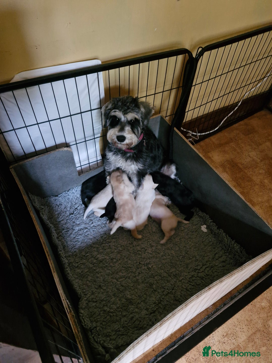 Schnoodle dogs for sale: Schnoodle puppies - Image 1