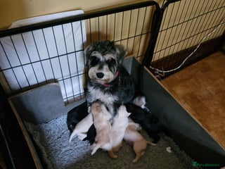 Schnoodle dogs for sale - Advert 1