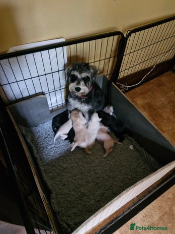 Schnoodle dogs - Advert 1