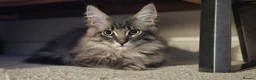 Maine Coon cats for sale: Gorgeous, sociable maine coon kittens  - Advert 5
