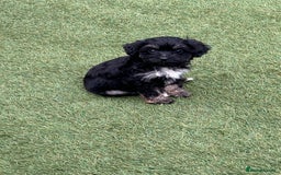 Cavapoo dogs for sale: Ready now Cavapoo puppies for sale  - Image 15