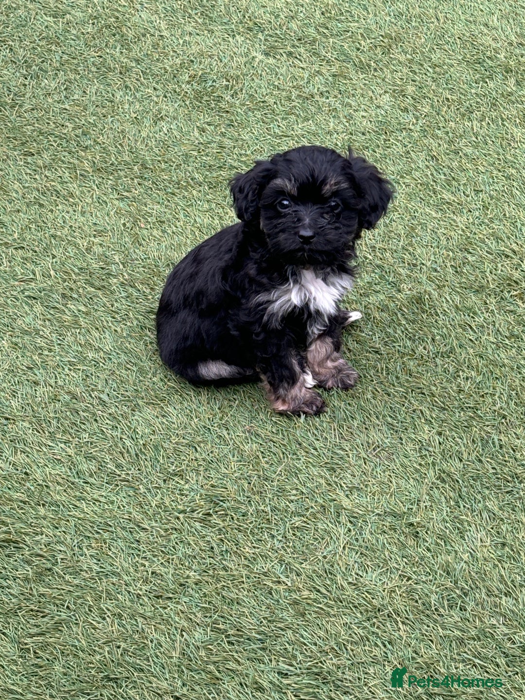 Cavapoo dogs for sale: Ready now Cavapoo puppies for sale  - Image 15