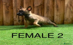 Belgian Shepherd Dog dogs for sale: Beautiful Belgium Malinois pups for sale  - Image 7
