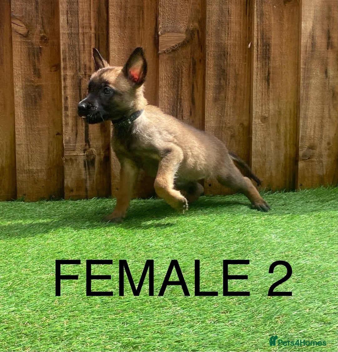 Belgian Shepherd Dog dogs for sale: Beautiful Belgium Malinois pups for sale  - Image 7